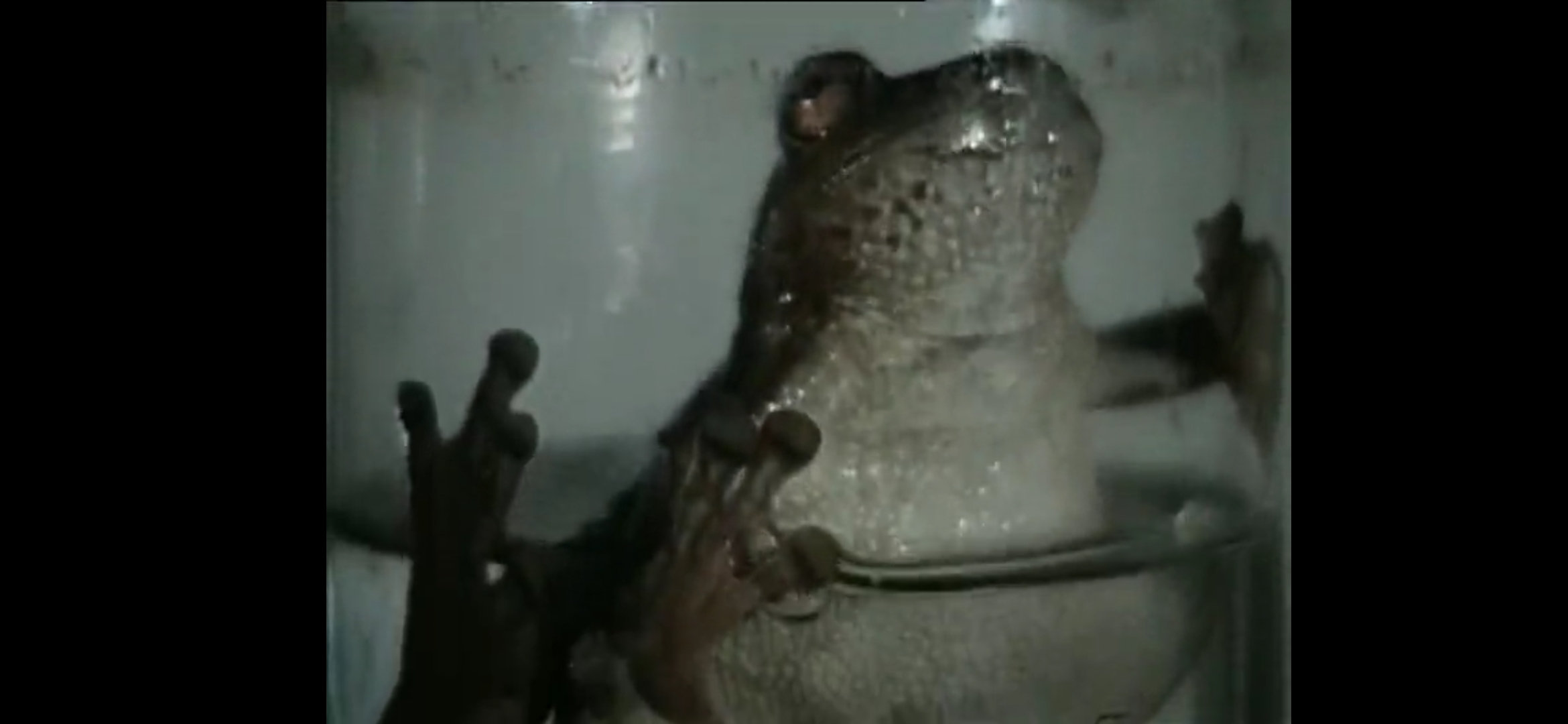 自然史(1967)的剧照 自然史(1967)的剧照