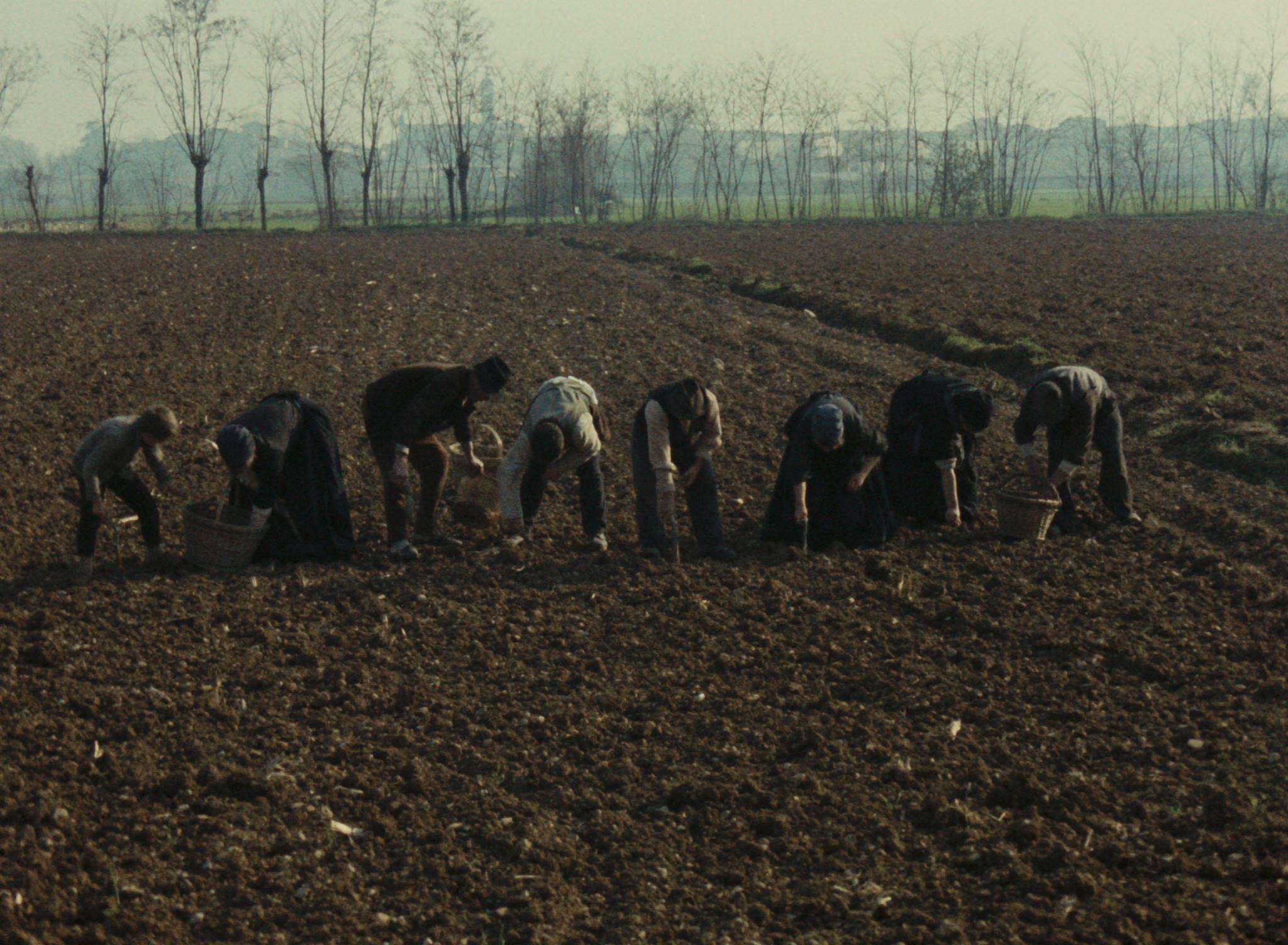 木屐树(1978)的剧照 木屐树(1978)的剧照