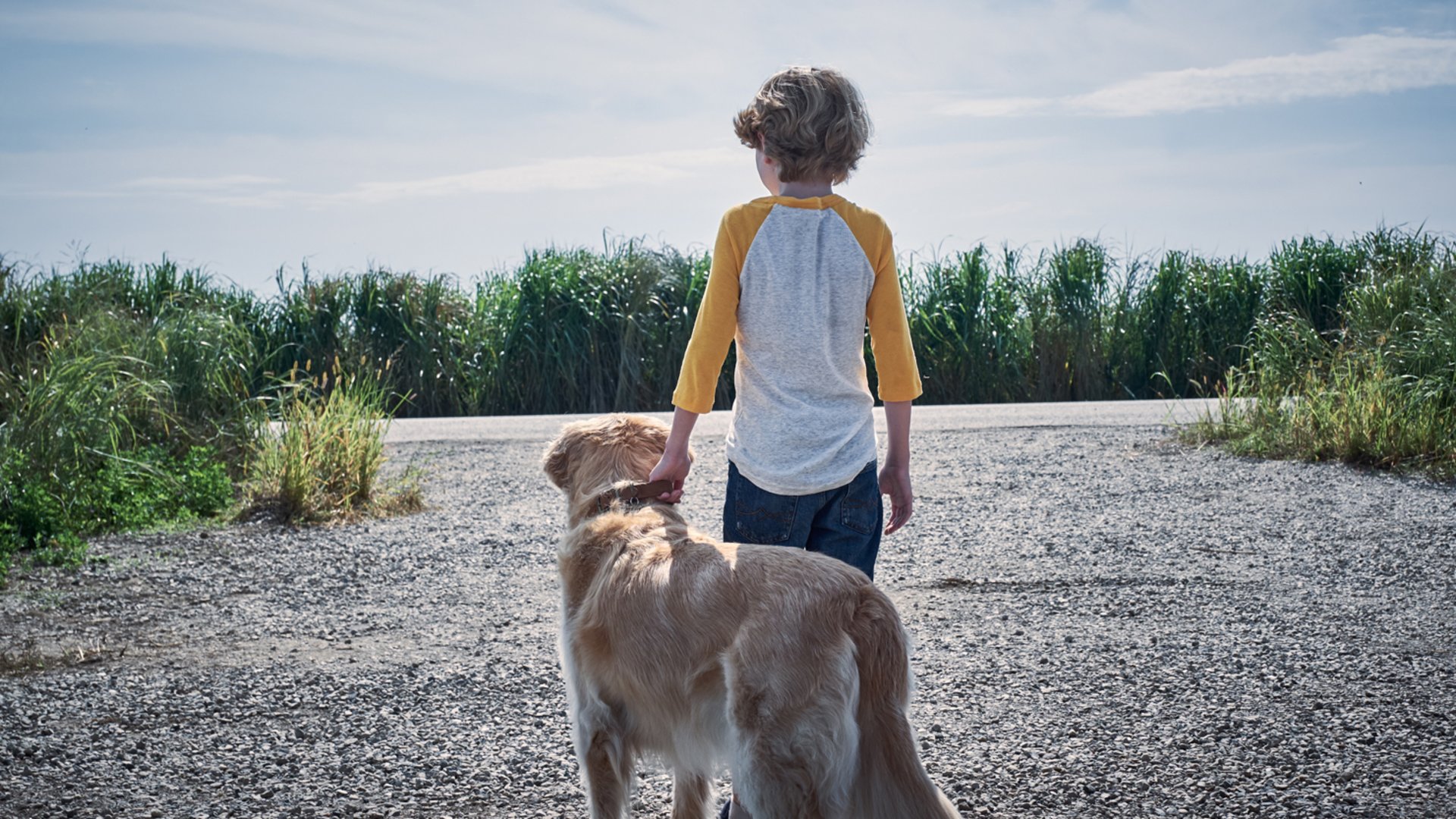 高草丛中(2019)的剧照 高草丛中(2019)的剧照