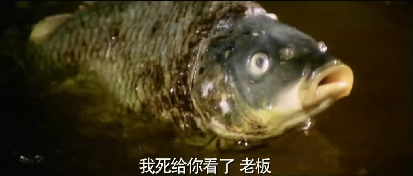 奇门遁甲(1982)的剧照 奇门遁甲(1982)的剧照