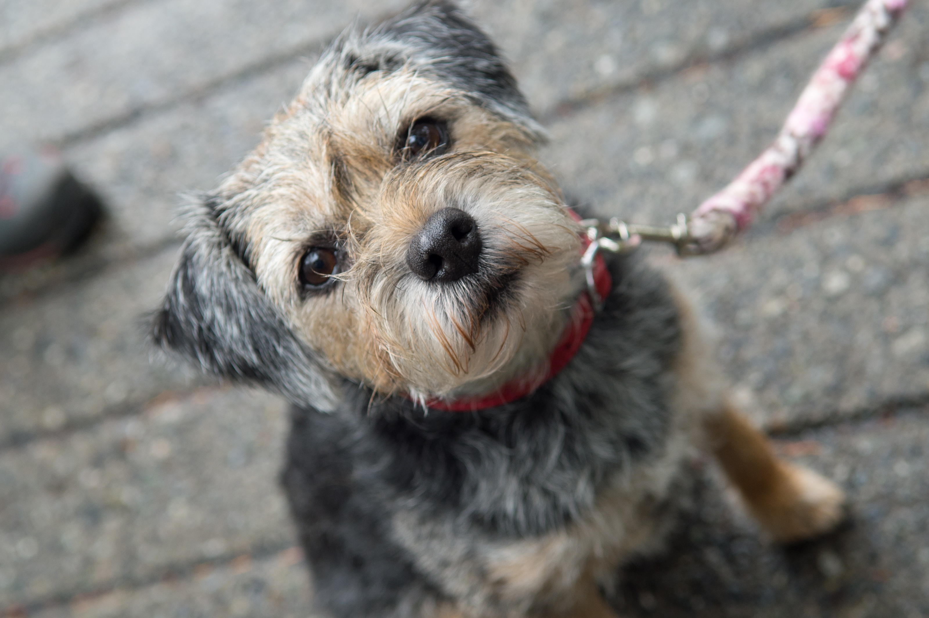 奇迹男孩(2017)的剧照 奇迹男孩(2017)的剧照