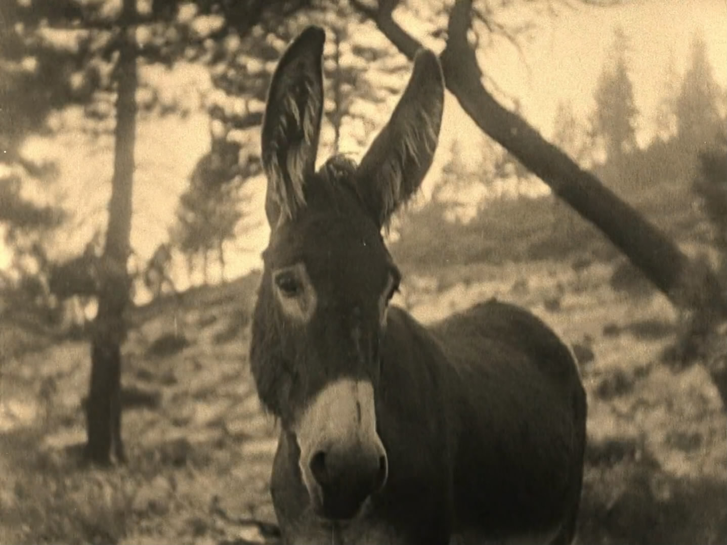 待客之道(1923)的剧照 待客之道(1923)的剧照