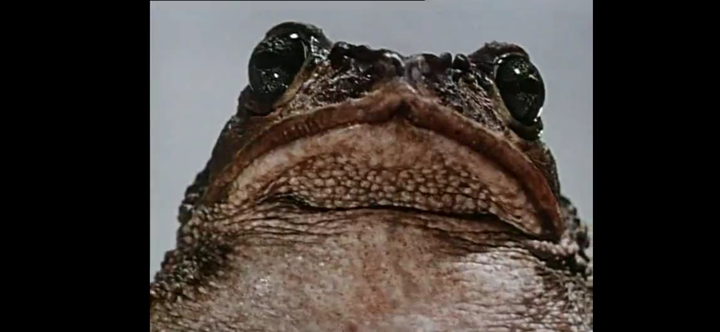 自然史(1967)的剧照 自然史(1967)的剧照