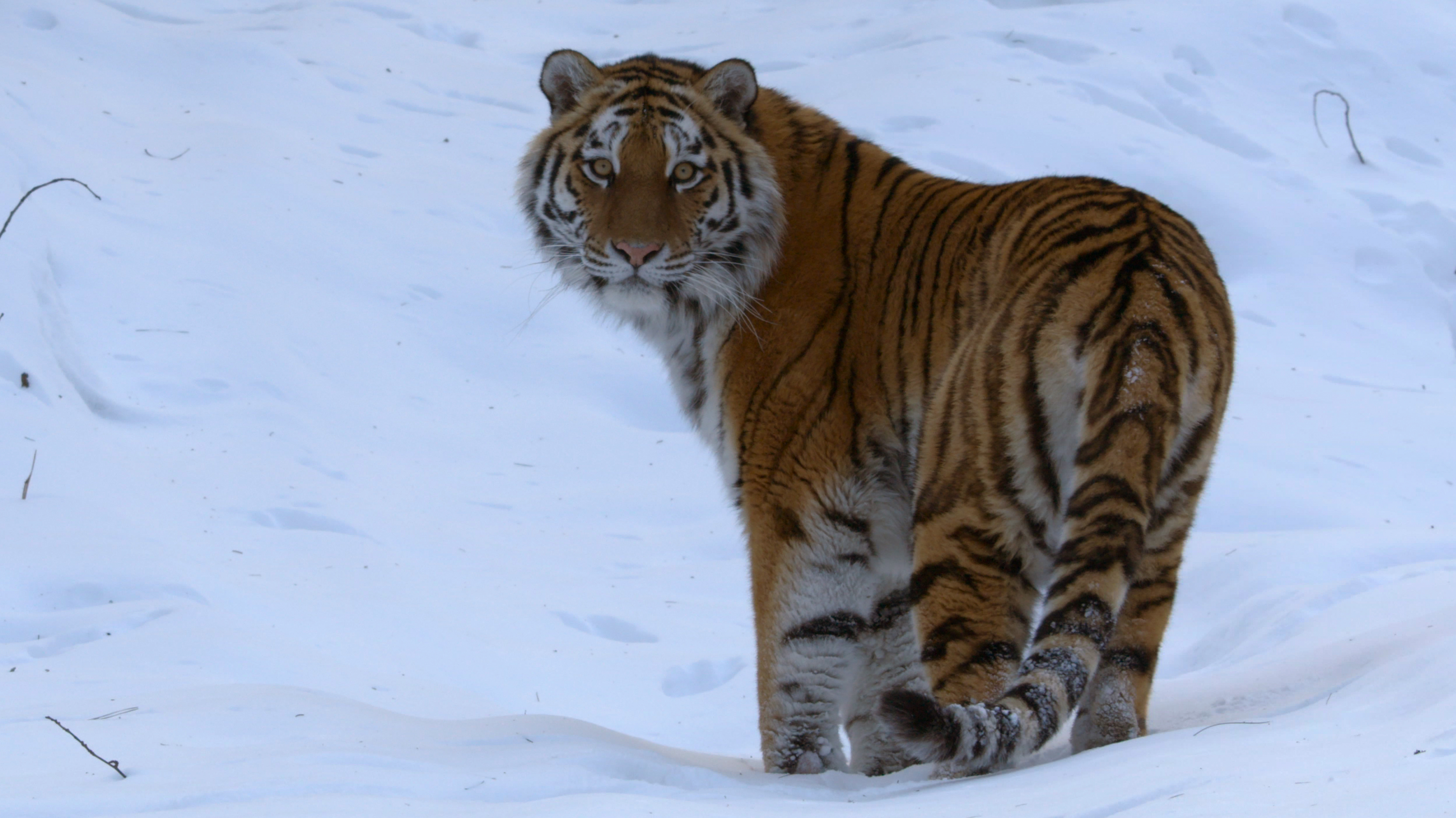 大卫·爱登堡:地球上的一段生命旅程(2020)的剧照 大卫·爱登堡:地球上的一段生命旅程(2020)的剧照