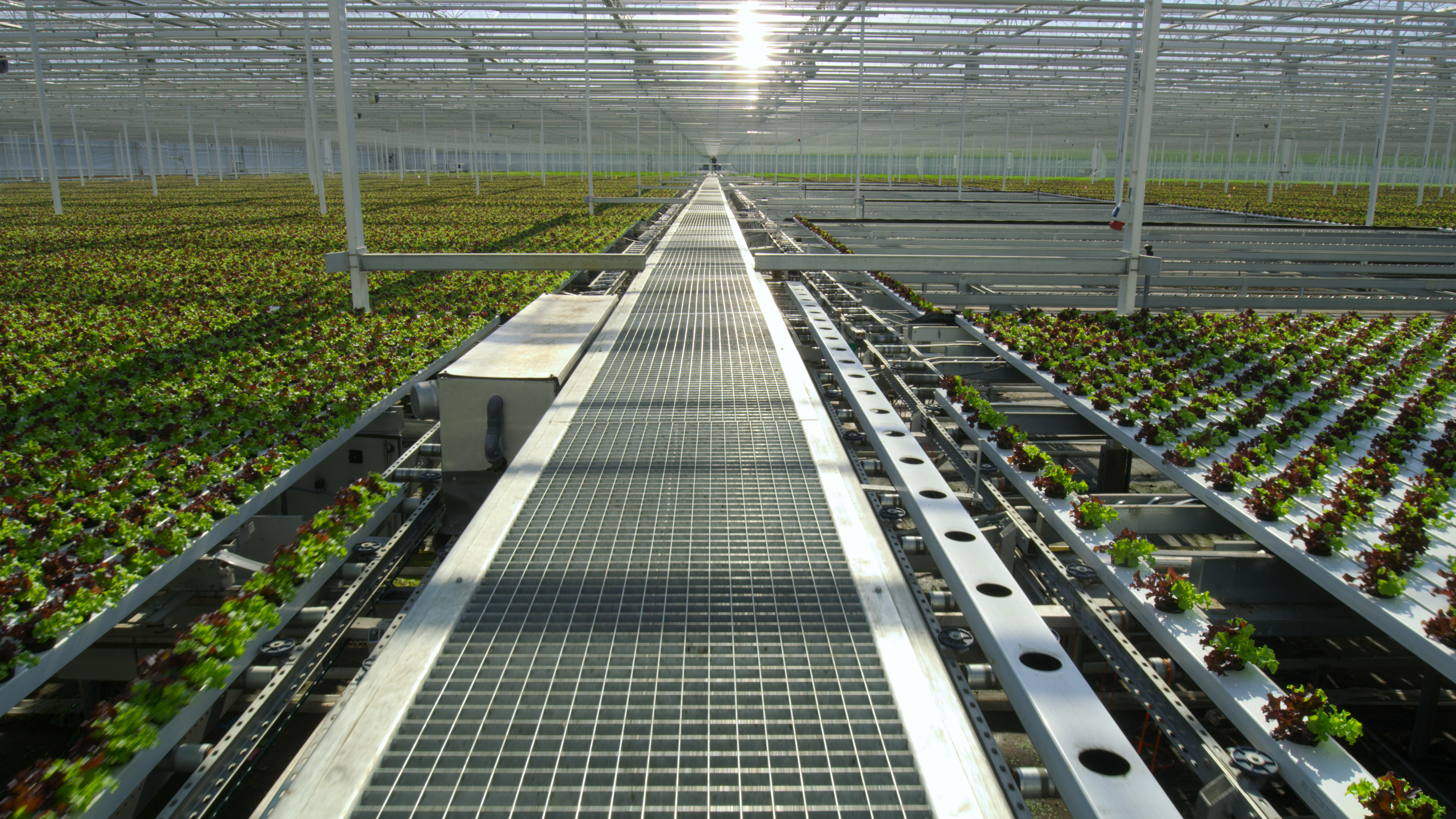 大卫·爱登堡:地球上的一段生命旅程(2020)的剧照 大卫·爱登堡:地球上的一段生命旅程(2020)的剧照