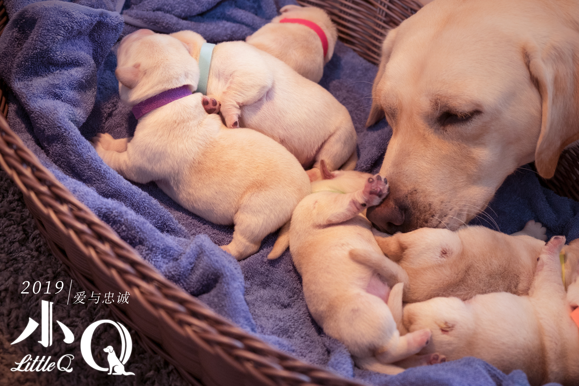 小Q
(2019)的剧照 小Q
(2019)的剧照