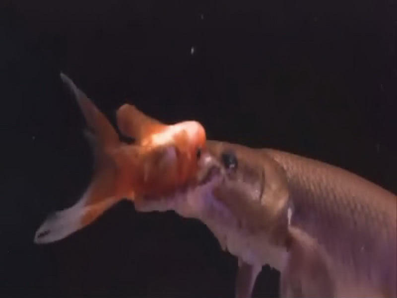 性与爱的斗牛(1977)的剧照 性与爱的斗牛(1977)的剧照