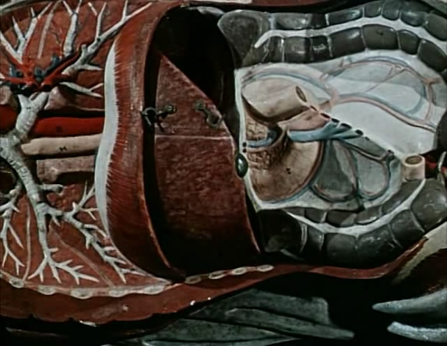 自然史(1967)的剧照 自然史(1967)的剧照