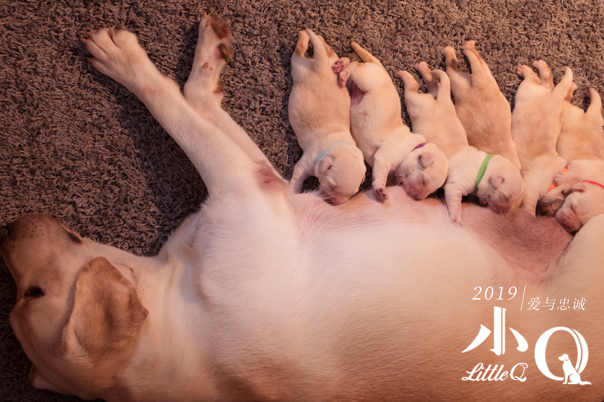 小Q
(2019)的剧照 小Q
(2019)的剧照