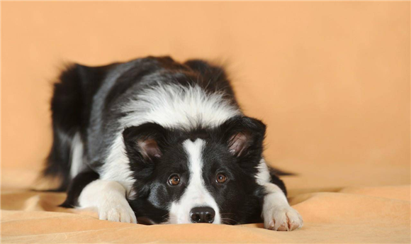 边牧能活多久，寿命有多长？