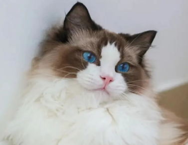 小奶猫一直叫是什么原因?看过来。 小奶猫一直叫是什么原因?看过来。