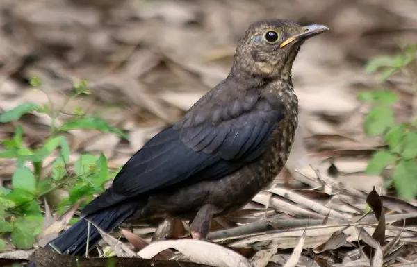 乌鸫多大才会飞？来了解一下吧