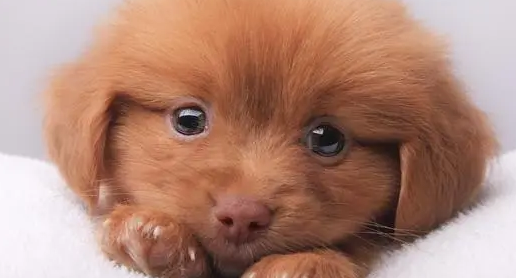 应该怎样吃零食？关于狗狗零食那些事