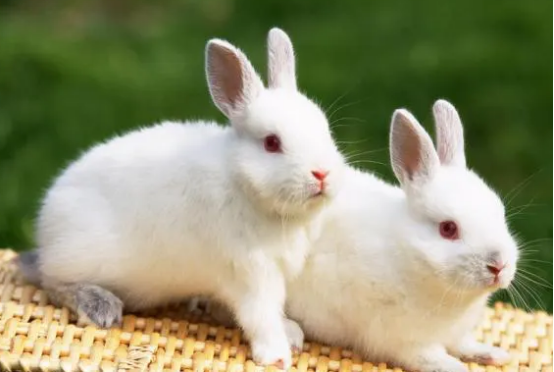 好奇獭兔的价格,想养的宠主可以了解一下 好奇獭兔的价格,想养的宠主可以了解一下