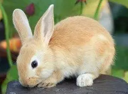 虎皮黄兔怎么养，快来看看吧