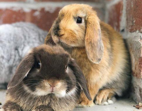 宾尼垂耳兔好养吗？说了你就知道了~