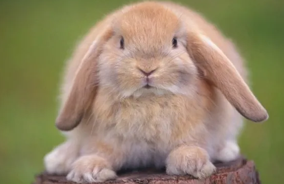 垂耳兔和侏儒兔会打架吗？新手必看