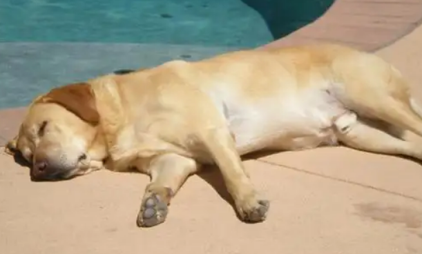 狗狗夏天拉稀怎么回事？这几种情况要注意！