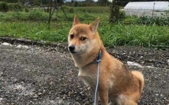 出门遛狗时，要记得带好牵引绳，不然会有“糟糕”的后果