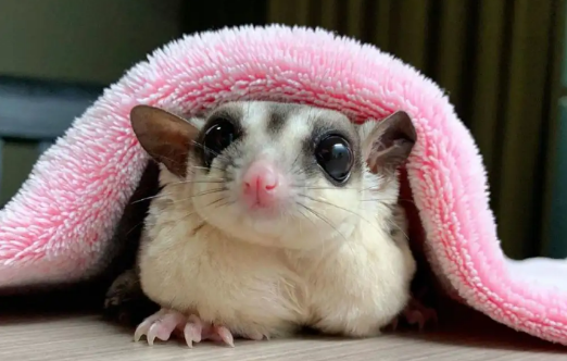 幼年蜜袋鼯怎么养？注意四个点就可以了~