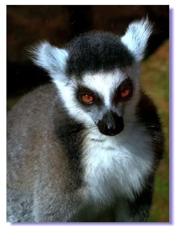 狐猴下目是神马物种，这篇看完不亏