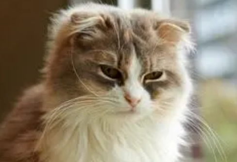 一文告诉你:小公猫几个月开始长大? 一文告诉你:小公猫几个月开始长大?