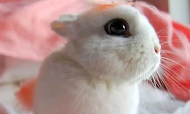 海棠兔饲养多久才可以认主人？不要急，看这篇文章！