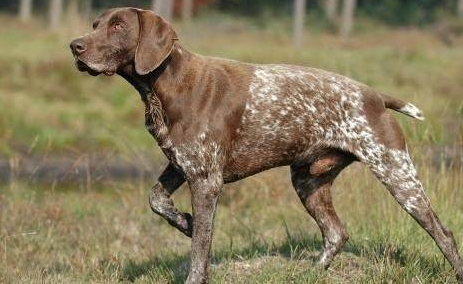 英国波音达犬性格凶不凶？本文告诉你