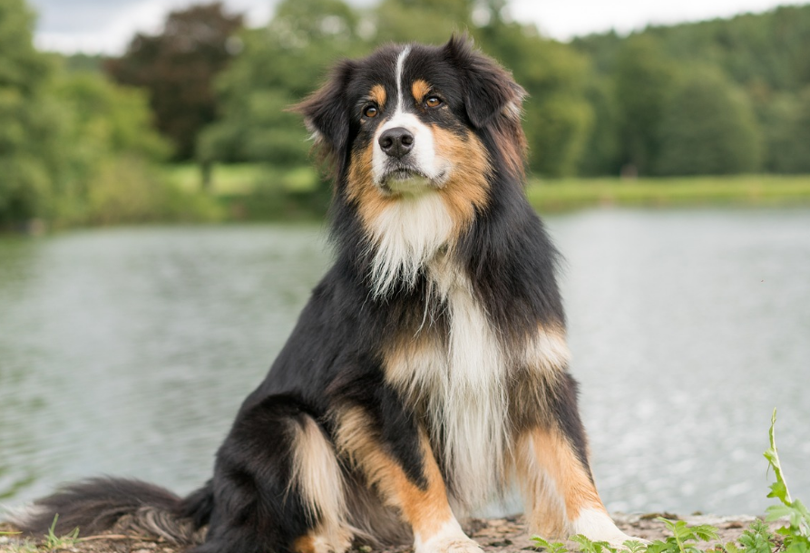 狗能不能去畜牧站看病?这里或许可以给你答案 狗能不能去畜牧站看病?这里或许可以给你答案