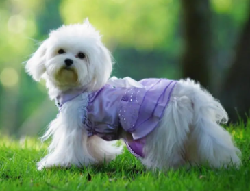 小狗腿发抖是什么原因引起的,我来告诉你! 小狗腿发抖是什么原因引起的,我来告诉你!