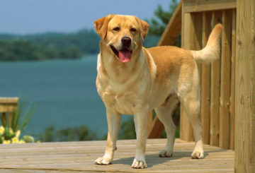 拉布拉多适合楼房养吗?一起来看看吧! 拉布拉多适合楼房养吗?一起来看看吧!