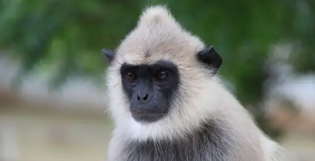 黑脸绿猴的生活习性，都在这里啦！