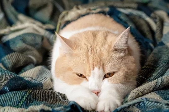 猫在家里“乱尿”？找准原因“对症下药”