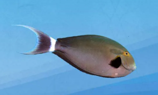 太平洋黑吊产卵后的注意事项，快来了解一下吧！