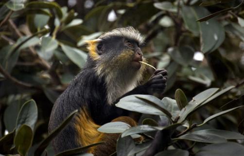 面色靛蓝的冠毛长尾猴，快来了解一下吧！