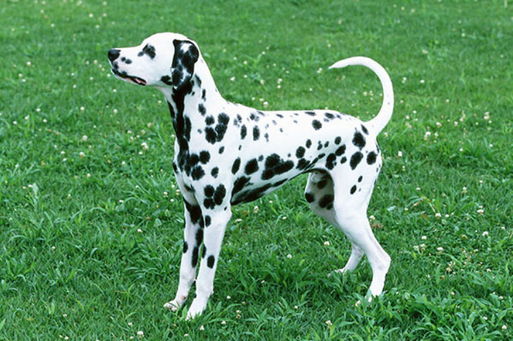 《米老鼠唐老鸭》里面的两只狗,都叫什么名字? 《米老鼠唐老鸭》里面的两只狗,都叫什么名字?