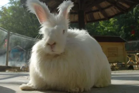 英国安哥拉兔有几种颜色，不知道的来这瞧瞧
