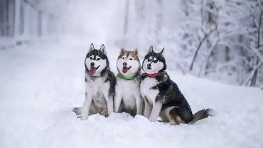 来看看呆萌可爱的哈士奇的祖先是什么吧~