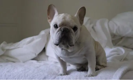 教教大家如何区分巴哥犬和斗牛犬，一起来看看吧~