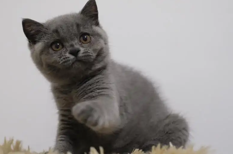 猫咪刚到新家不吃不喝怎么办?这几个办法可以试试 猫咪刚到新家不吃不喝怎么办?这几个办法可以试试