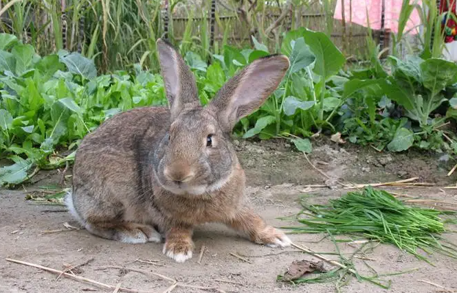 比利时兔是杂交兔吗？该如何挑选？