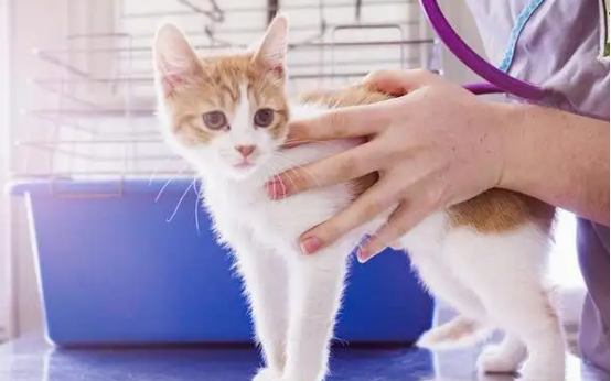 新猫到家是不是必须当天体检？这里有答案！