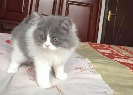 公英短会发腮，母英短会吗？