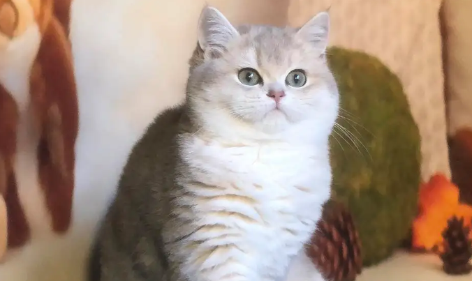 怎么辨别是不是蓝金渐层？看这里