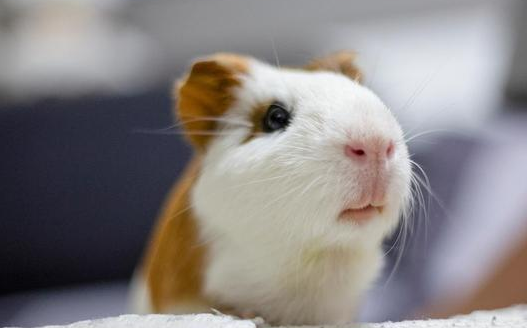 荷兰猪冬天怎么保暖？铲屎官有必要了解一下