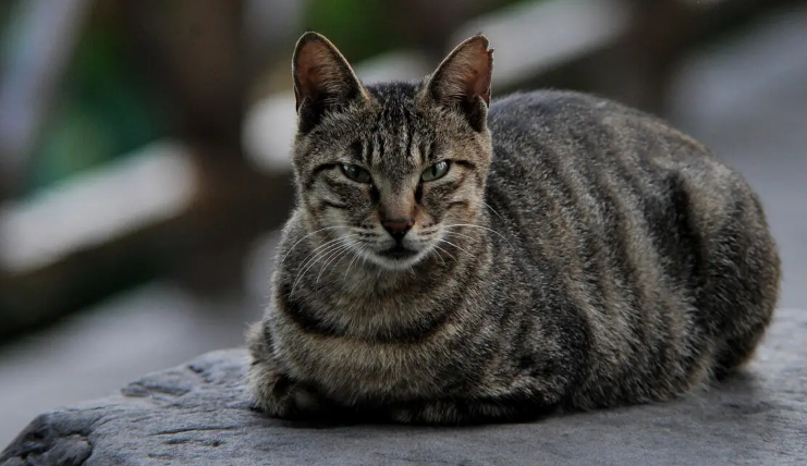 你知道外国是如何评价中国狸花猫的吗？