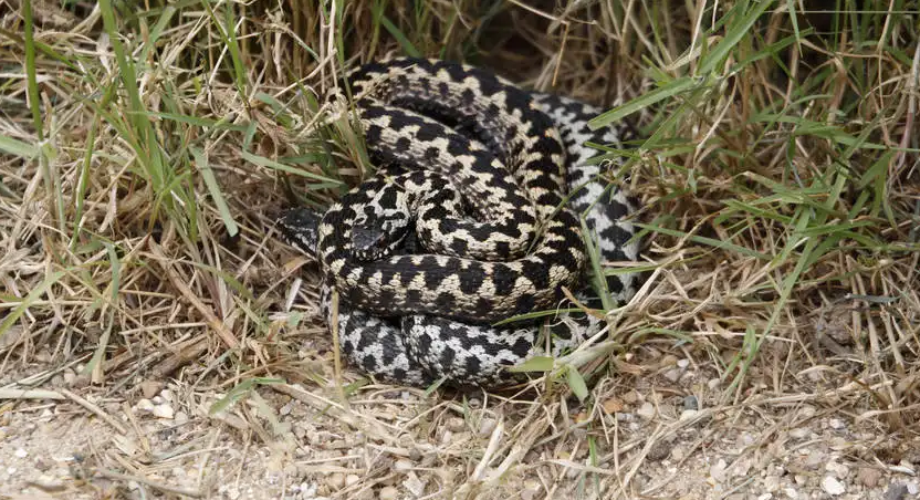 毒性很大的极北蝰蛇，大家见过吗？