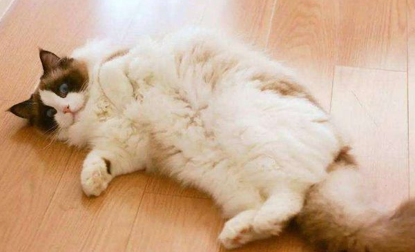 刚出生的小猫奄奄一息了怎么办才好呢？