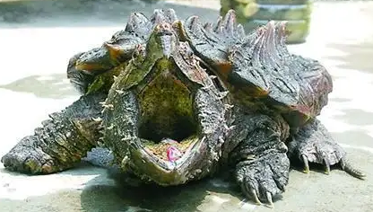 养鳄龟水深多少合适？感兴趣的朋友看过来！