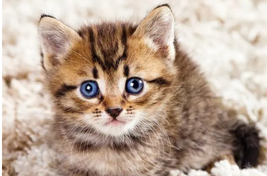 猫咪怎么看公母?原来这么简单~ 猫咪怎么看公母?原来这么简单~